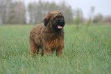 BRIARD 299